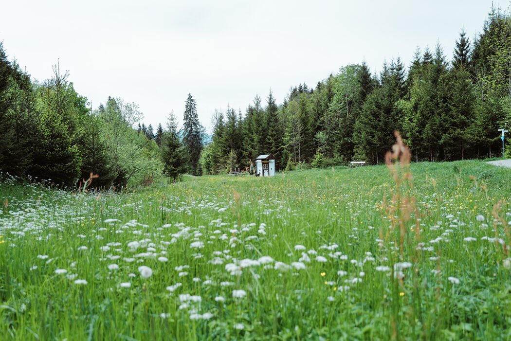 Naturerlebnispfad Aletschbach im Kinderhotel Allgäuer Berghof